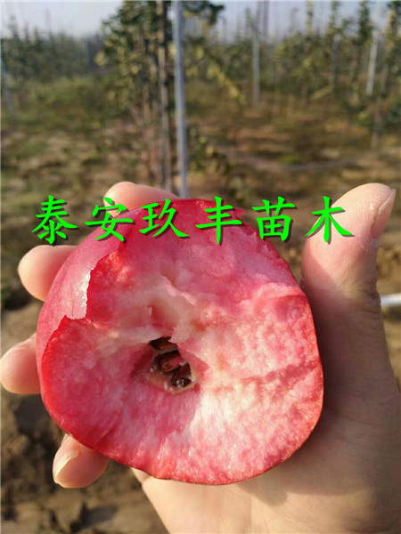 烟富3苹果树苗今年价格