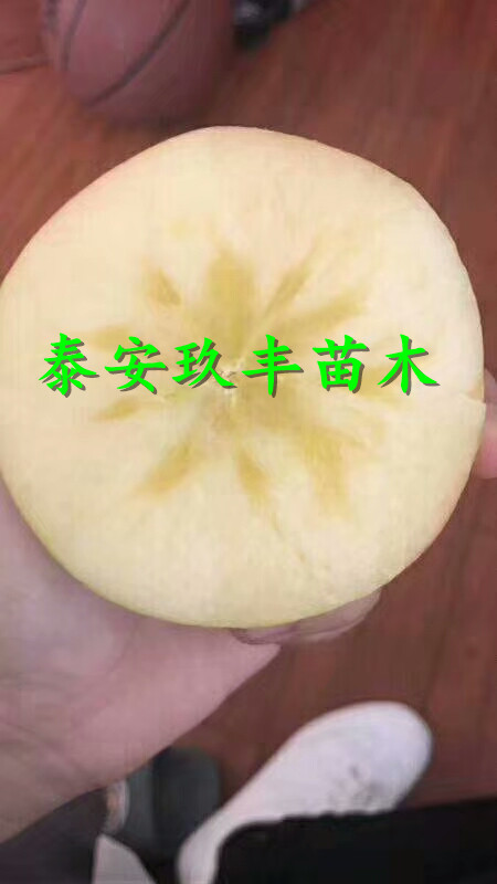 红香蕉苹果树苗哪里能买到