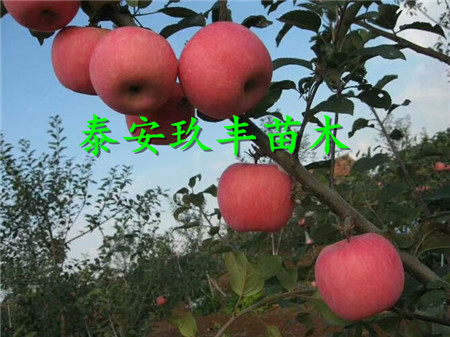 红色之爱红肉苹果树苗品种介绍