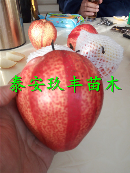 大果水晶梨树苗今年价格新品种梨苗