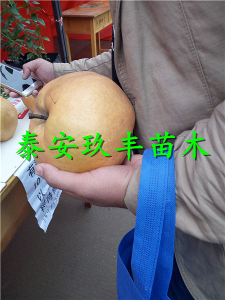 江苏常州新品种梨树苗、早酥红梨苗才卖多少钱