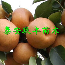新品种梨树苗梨树苗哪里有卖图片