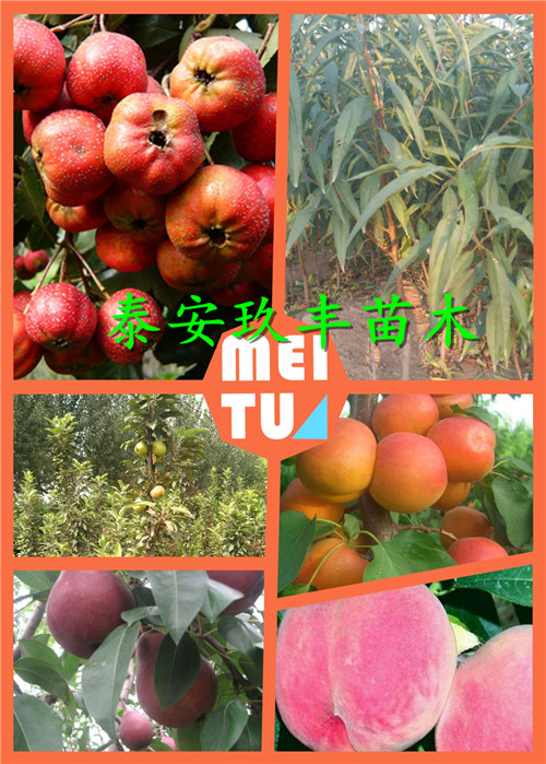 黑龙江3公分红蛇果苹果苗这里卖多少钱