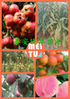 广东红玫瑰李子苗1公分红玫瑰李子苗新品种价格