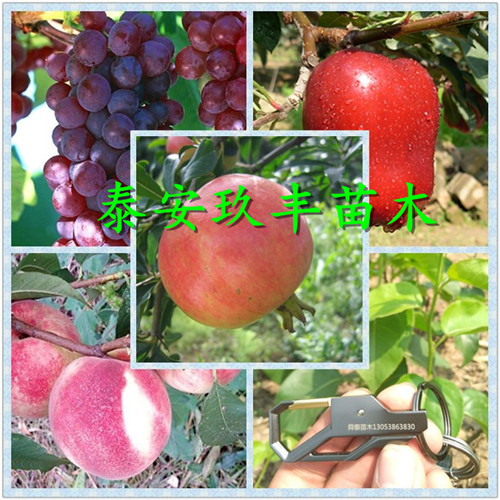 红蛇果苹果苗价格 安徽红蛇果苹果苗哪里有卖的