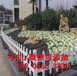广东汕头庭院竹片栅栏pvc	塑钢围栏电话咨询（中闻资讯）