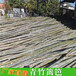 广东汕头护栏碳化学校幼儿园篱笆竹篱笆竹子护栏