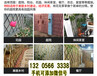 安徽亳州围墙竹片定制塑钢草坪护栏竹篱笆竹子护栏