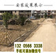 四川广元碳化栅栏PVC塑钢竹篱笆竹子护栏