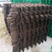株洲竹子栅栏碳化木桩竹篱笆竹子护栏
