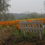 南通围菜园栅栏碳化防腐木竹篱笆竹子护栏图片2