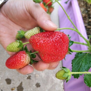 山东烟台牟平奥巴草莓苗亩产值多少