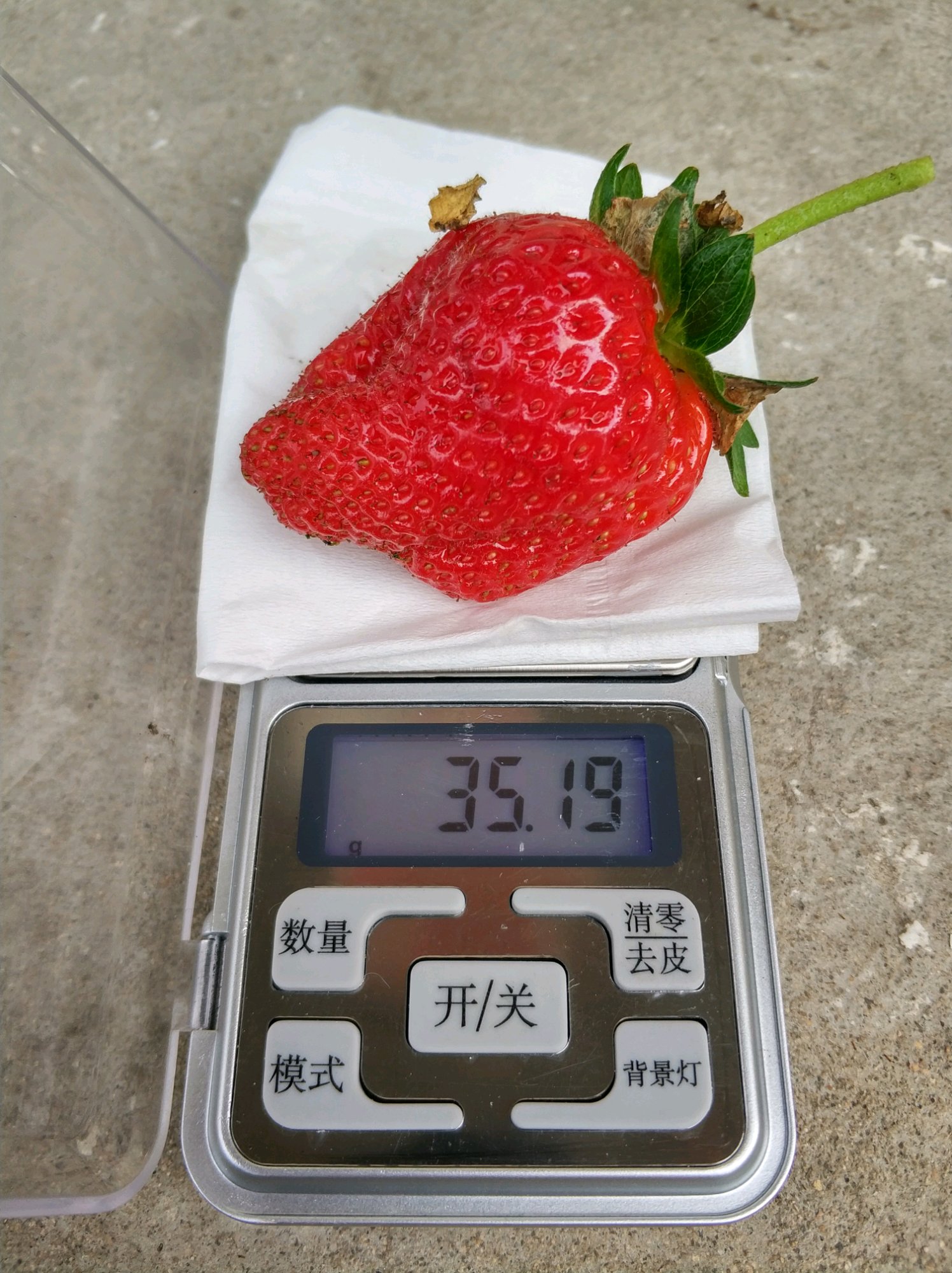新和縣鬼怒甘草莓苗量大什么價格