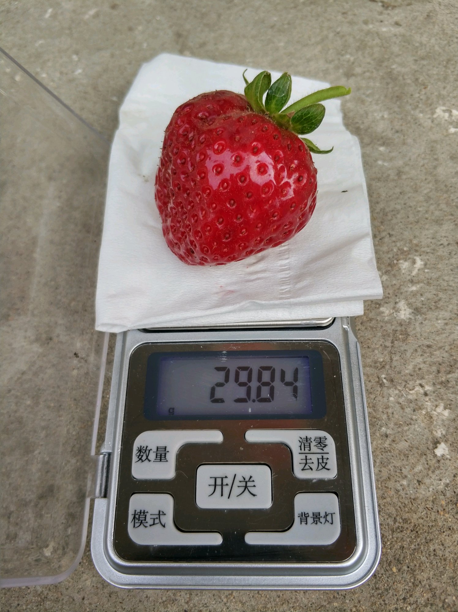 江苏苏州太仓温塔那草莓苗一亩地接多少果