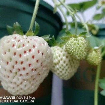 新和縣鬼怒甘草莓苗量大什么價(jià)格