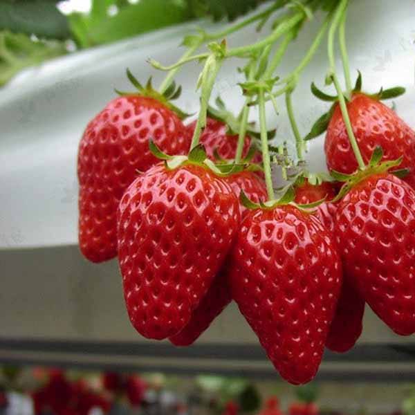 威海乳山麦特莱草莓苗一亩地接多少果