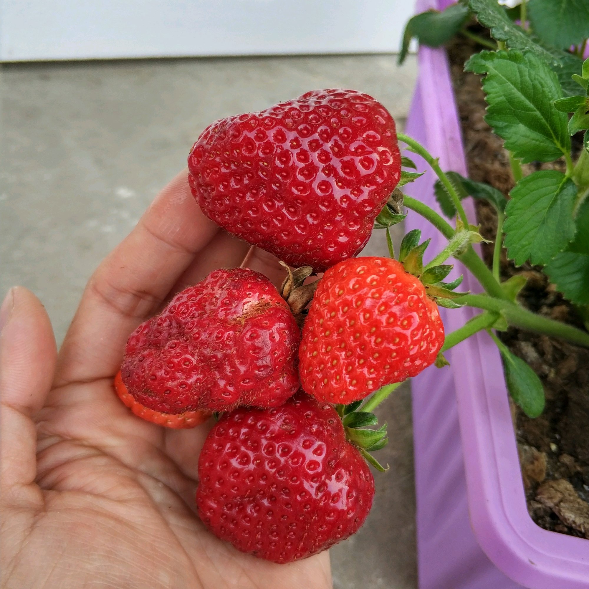 三明四季草莓苗品種