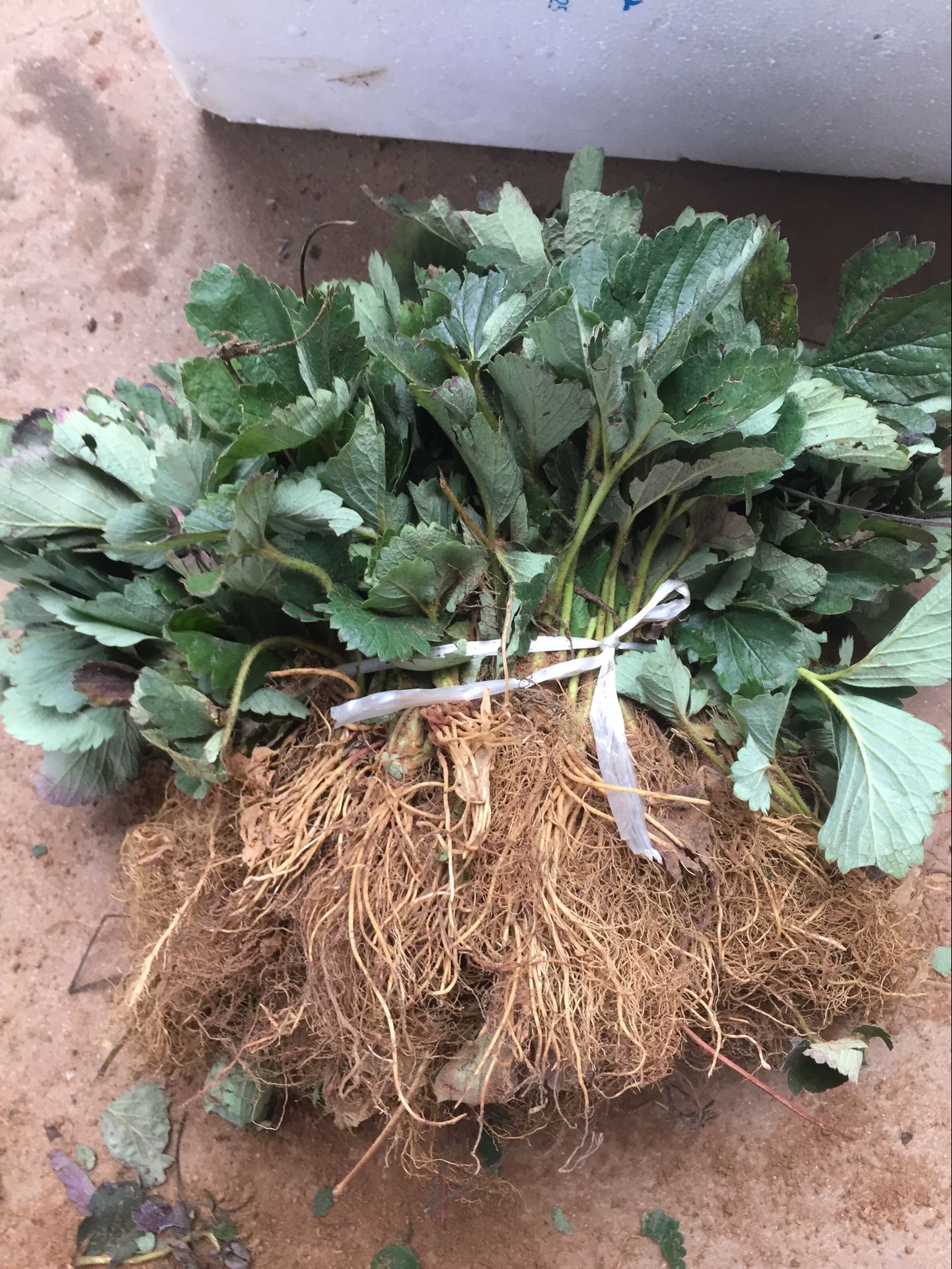 陜西全草莓苗2018小苗