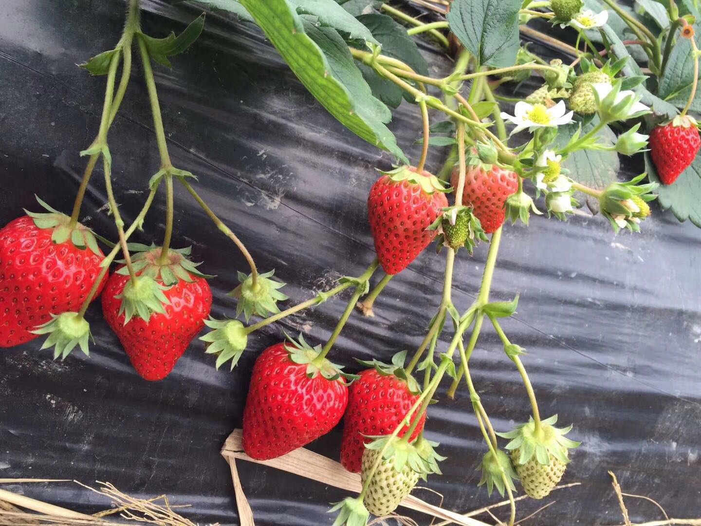 辽宁京留香草莓苗大棚里可以栽植吗