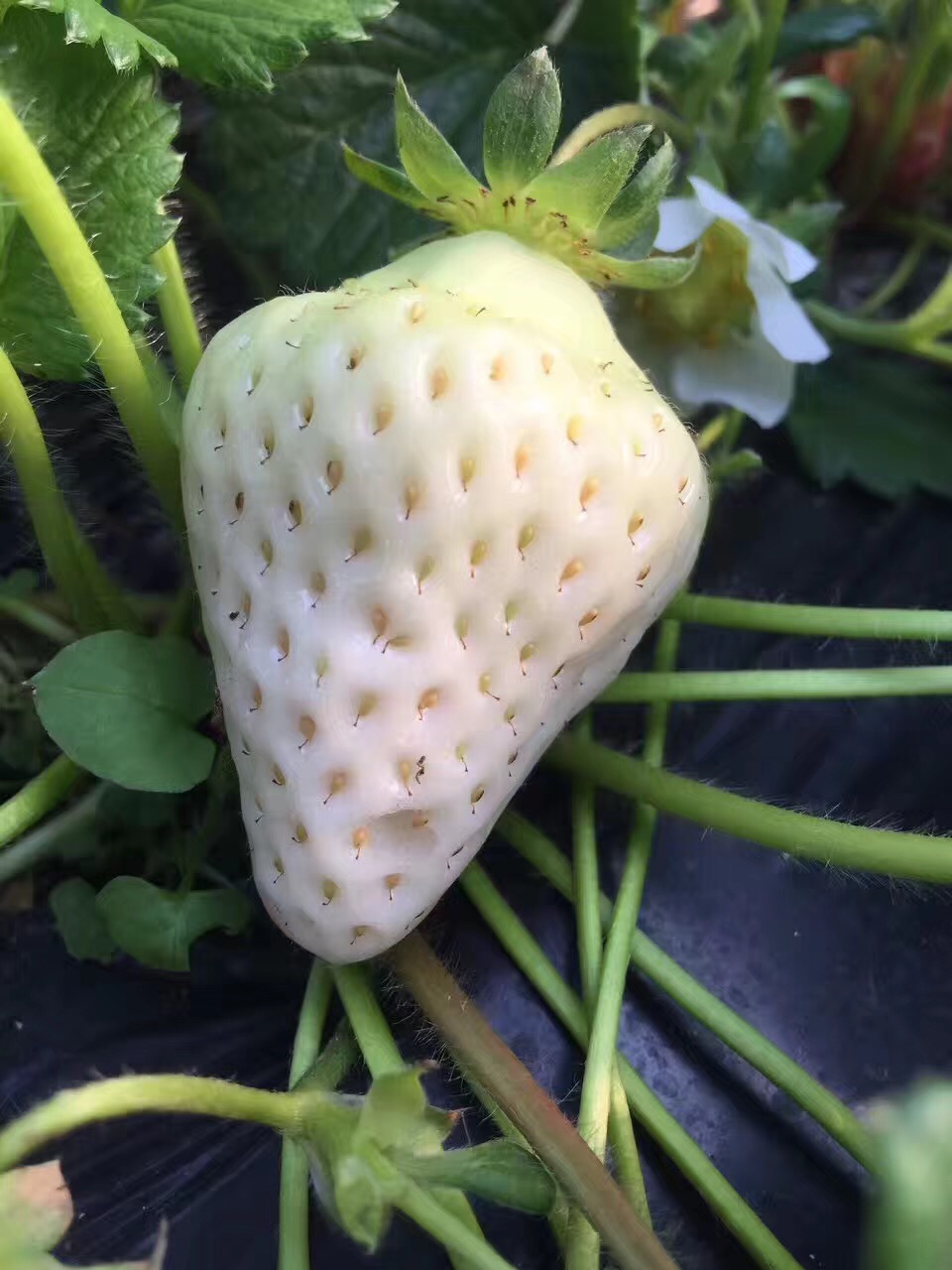 陜西全草莓苗2018小苗
