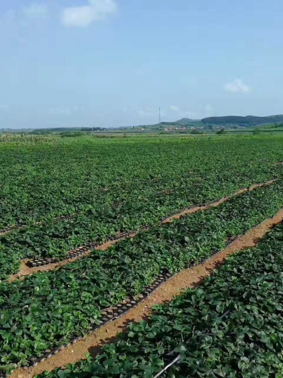 桂林象山红珍珠草莓苗果个大小颜色