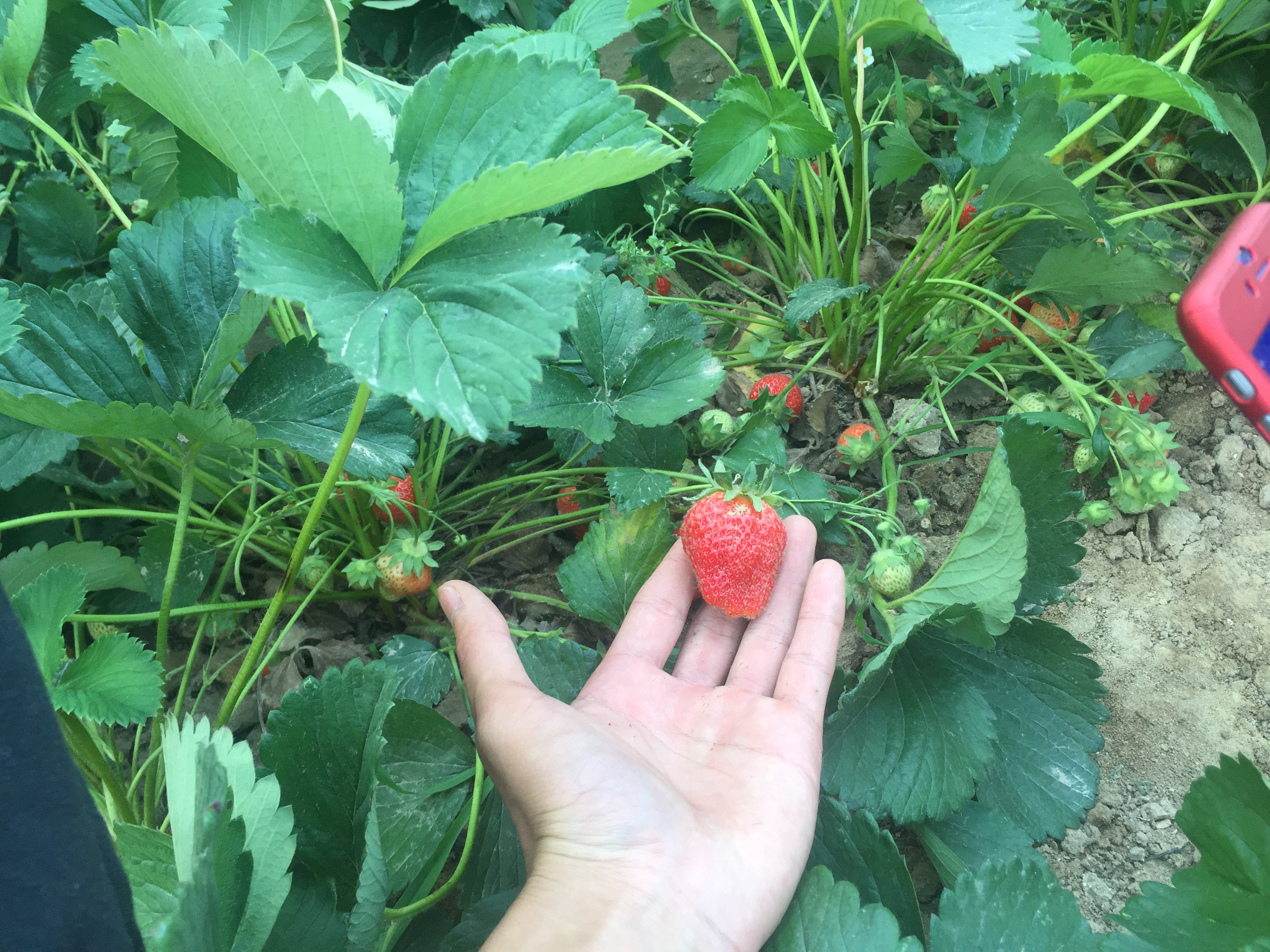 新疆燕香草莓苗育苗介绍