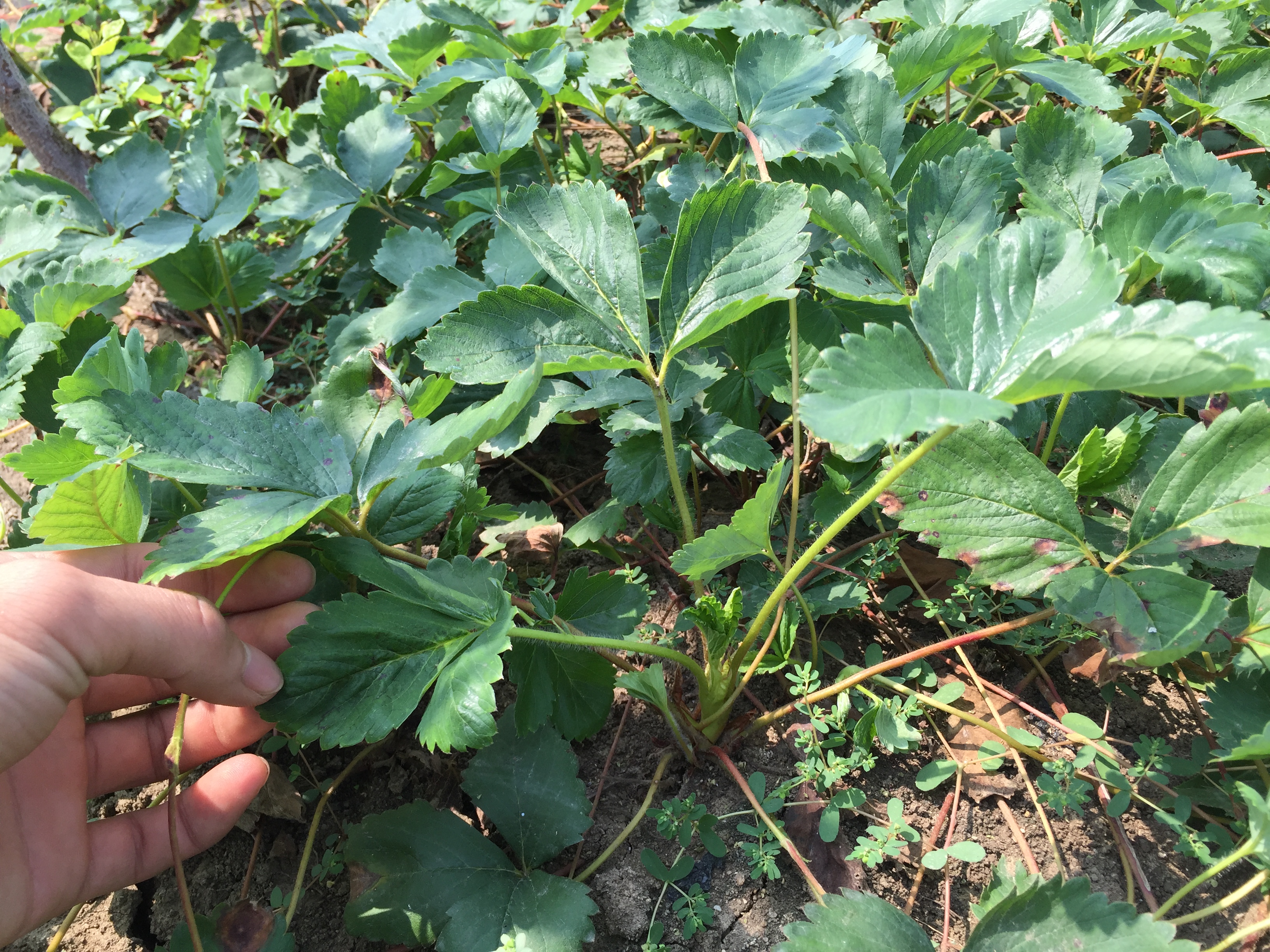 內(nèi)蒙古白牛奶草莓苗育苗基地