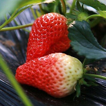 新疆妙香草莓苗價(jià)格