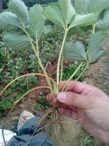 西藏紅袖添香草莓苗價格多少