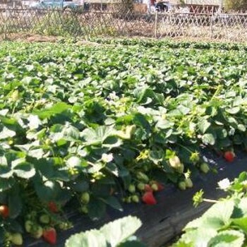 四川京郊小白草莓苗出售价格