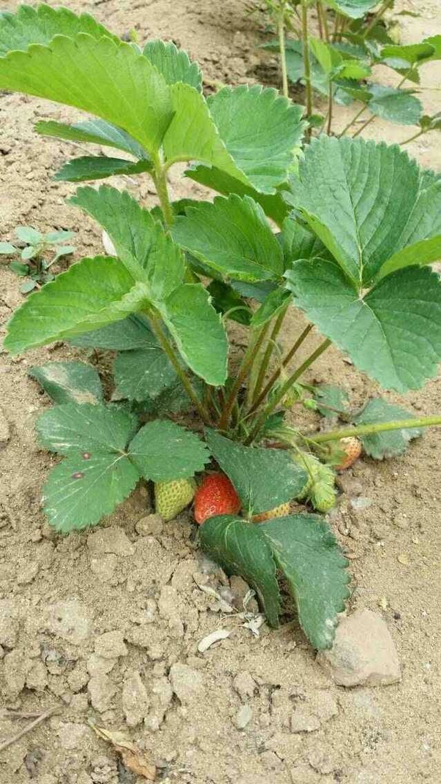 西藏妙香草莓苗批发价格
