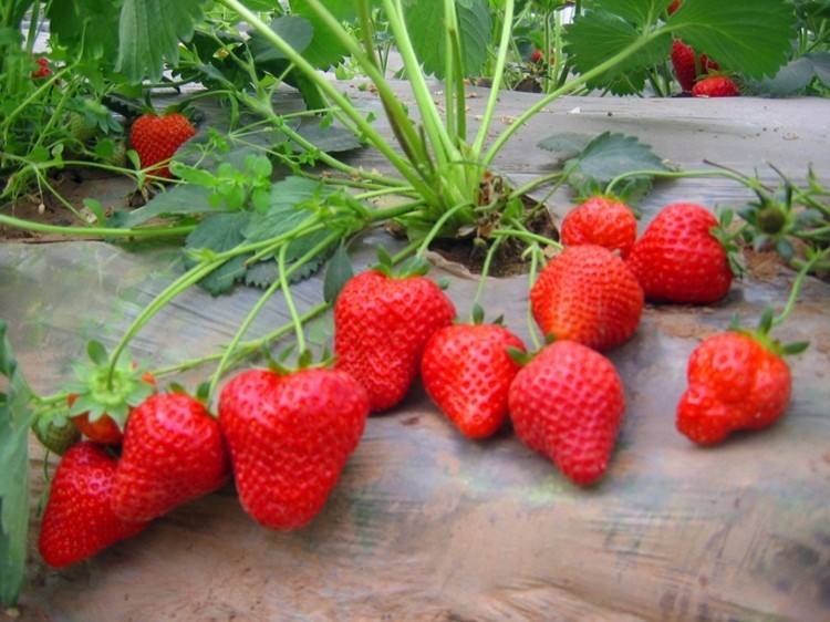 上海红脸颊草莓苗出售价格