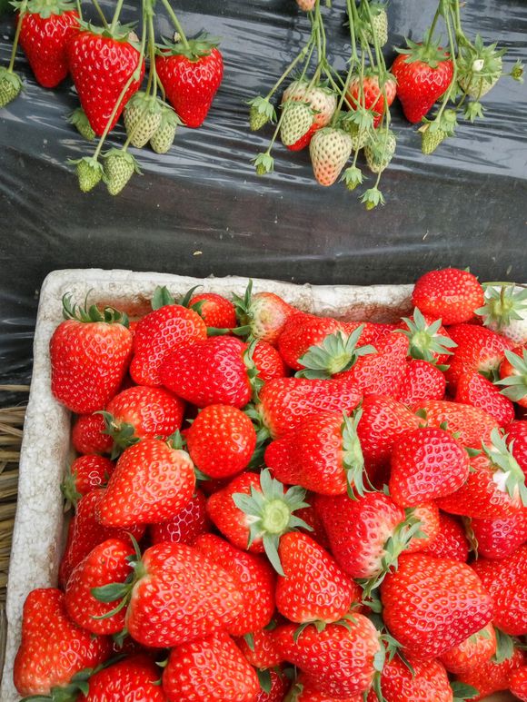 上海红脸颊草莓苗出售价格
