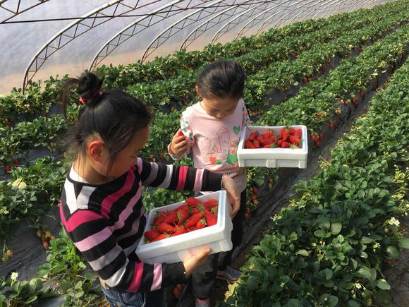 寧夏新品種草莓苗出售價格