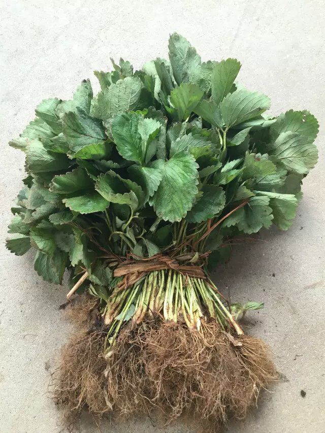 山西紅顏草莓苗哪里有