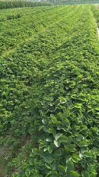2018年妙香草莓苗價格、豐產(chǎn)期多少斤