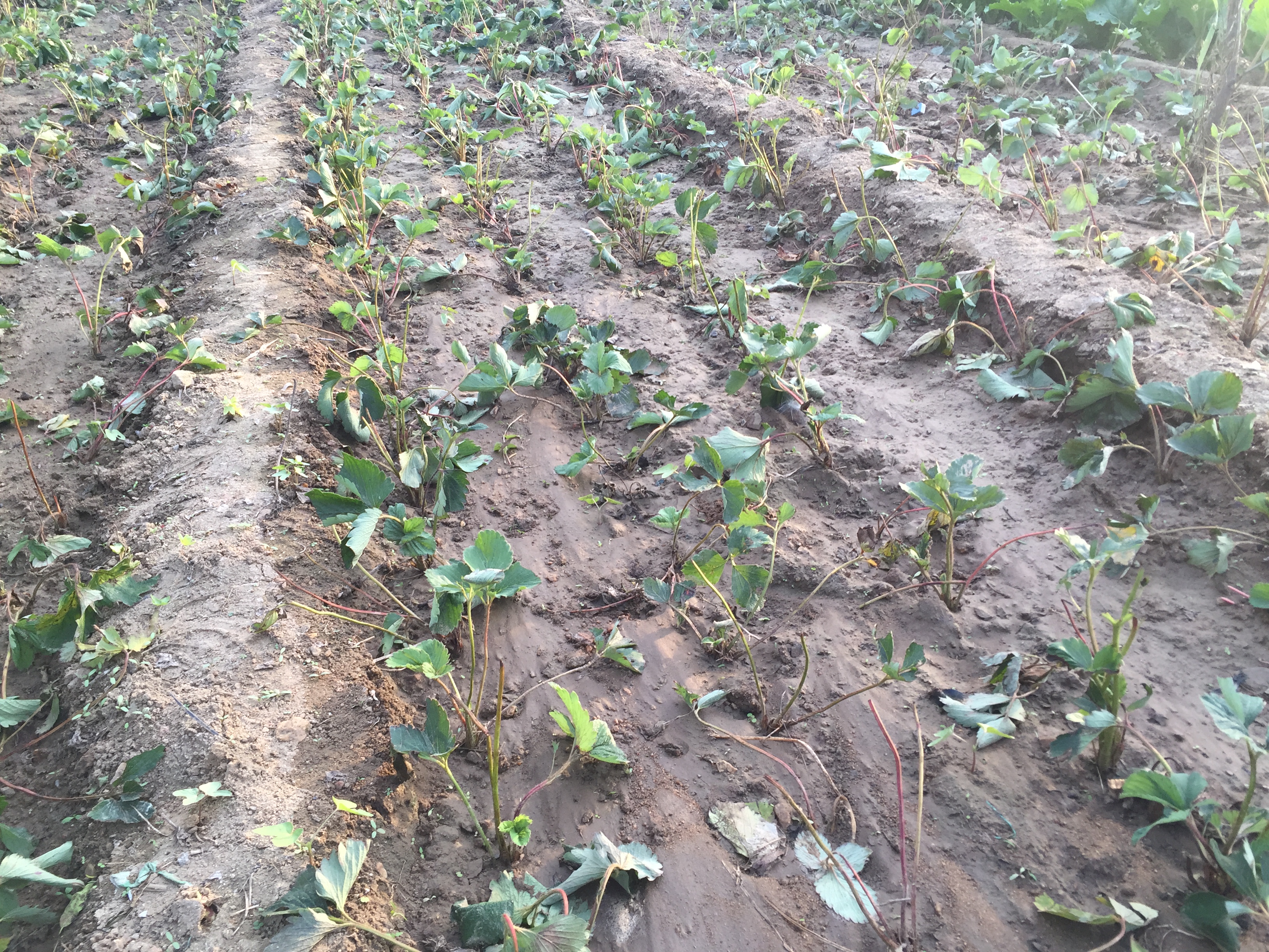 哪里有蒙特瑞草莓苗、蒙特瑞草莓苗基地