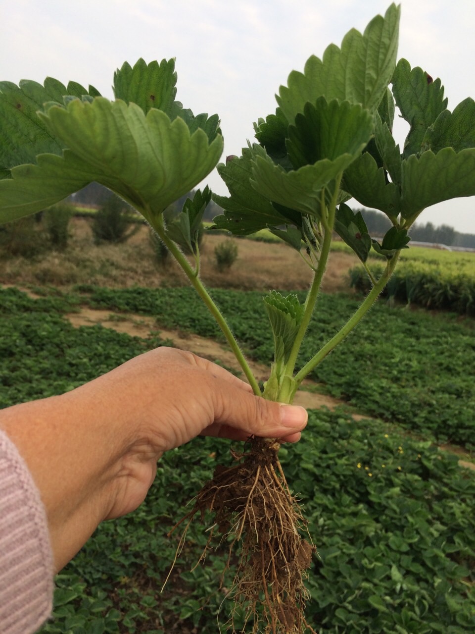 红颊草莓苗价格怎么样