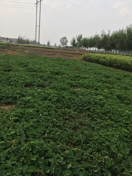 西藏紅顏草莓苗基地