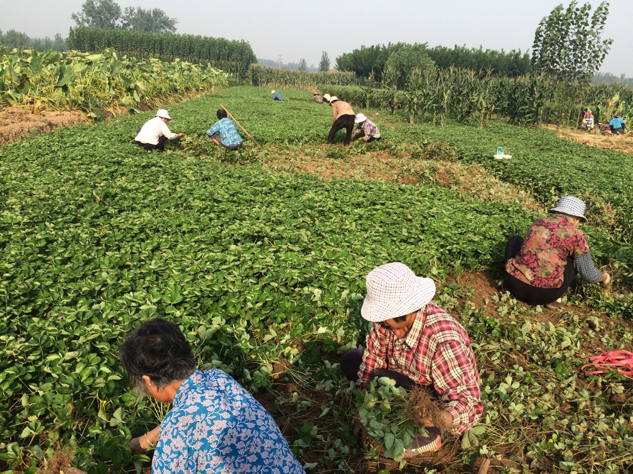 蒙特瑞草莓苗基地在哪