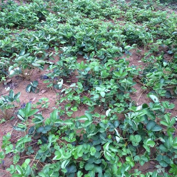 新疆红颜草莓苗出售价格