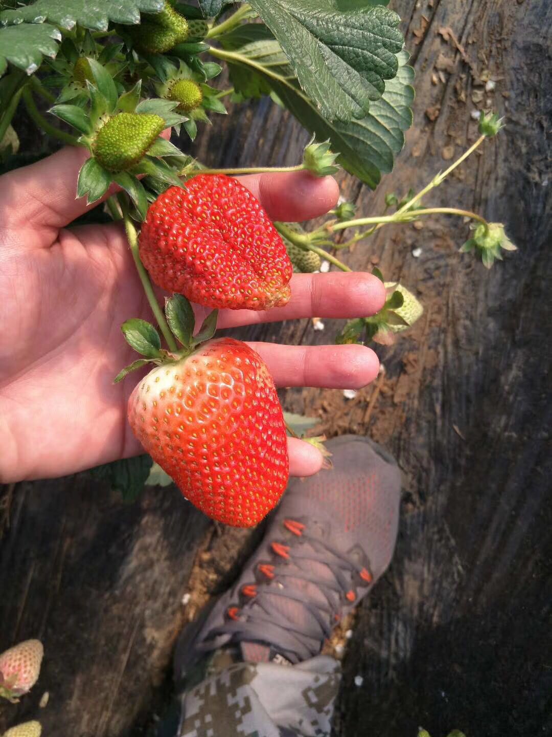 紅顏草莓苗適合甘肅栽植嗎