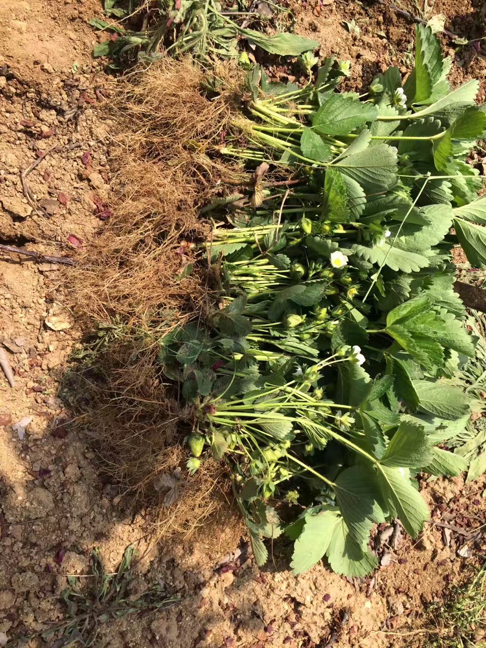 西藏妙香草莓苗基地
