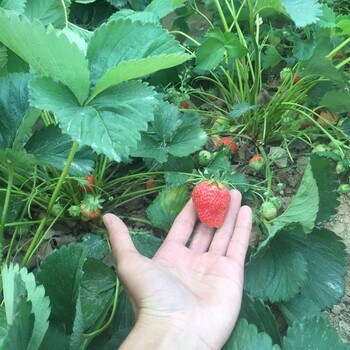 北京紅顏草莓苗價格