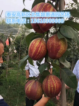 黑龍江豐水梨苗價格