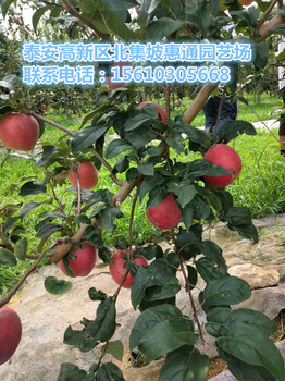 四川中梨4號(hào)梨苗價(jià)格