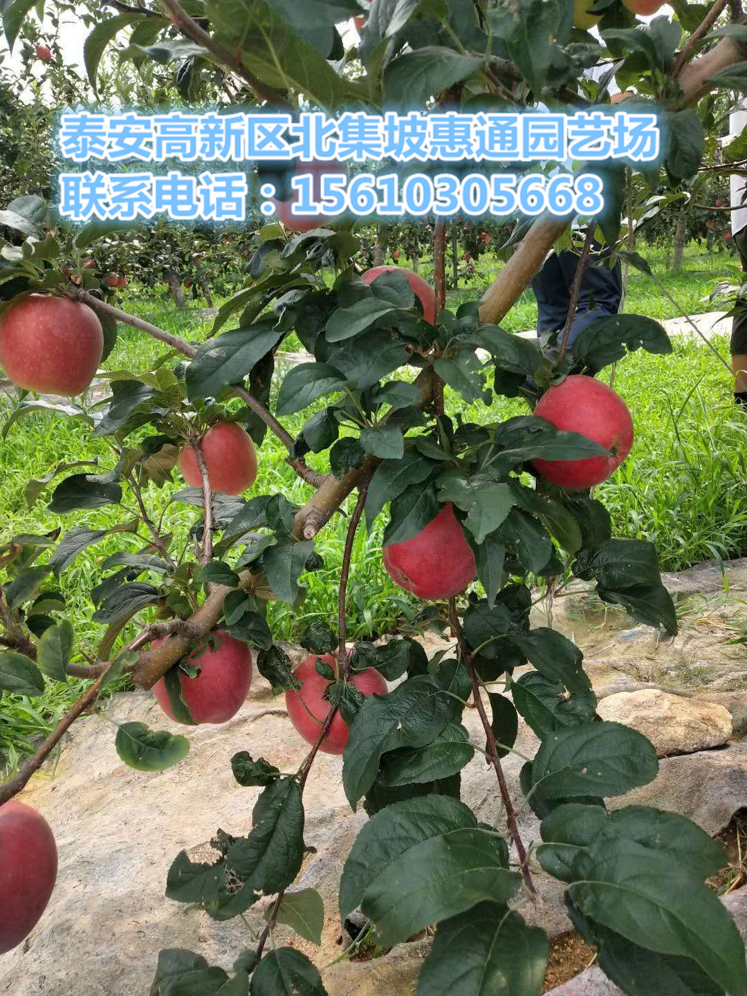 三公分梨樹樹價格、三公分梨樹樹2018報價