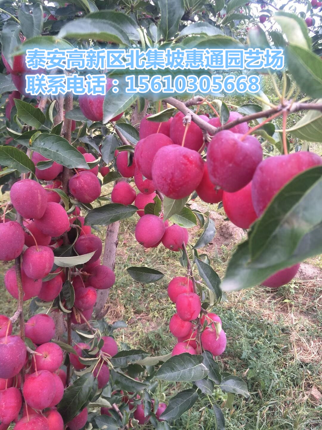 哪里的愛宕梨苗便宜