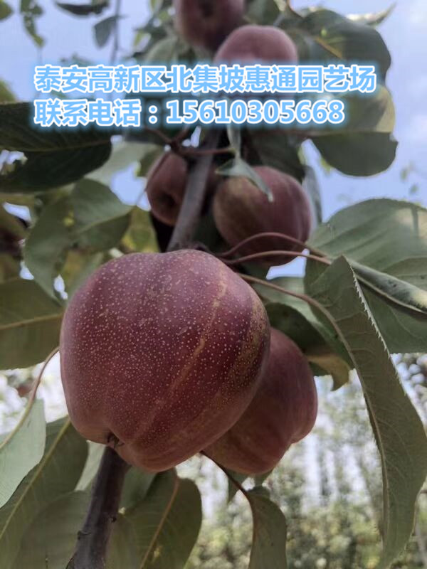 四川綠寶石梨苗價格、綠寶石梨苗報價