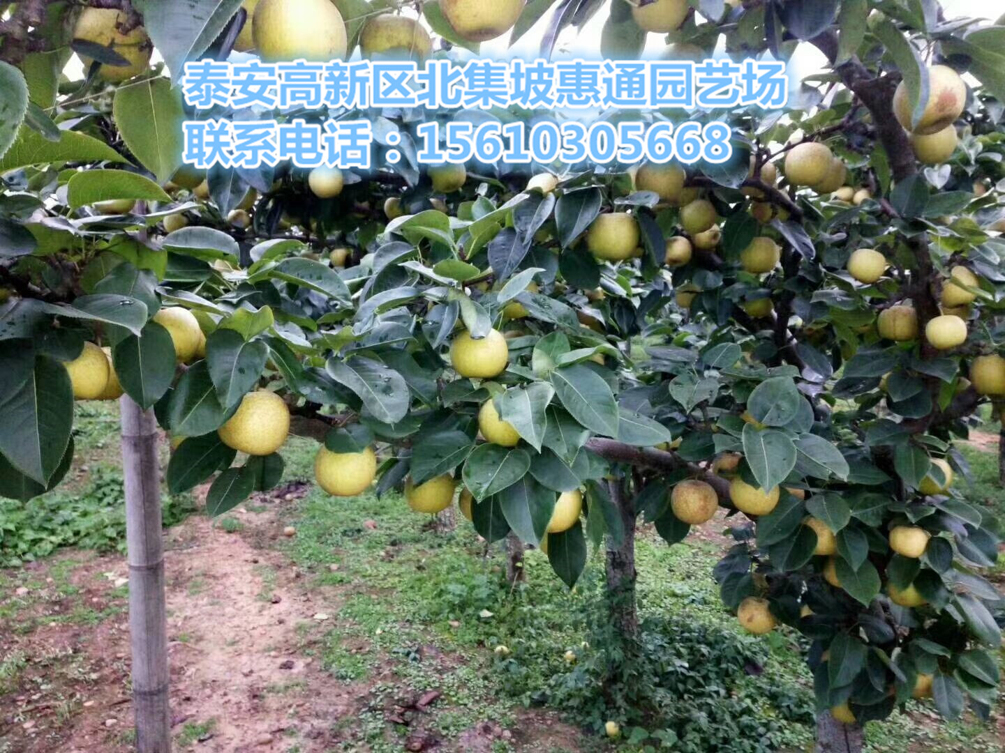 早紅考密斯梨苗價(jià)格、早紅考密斯梨苗多久結(jié)果